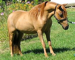 Mocha's CC Promise of Gold